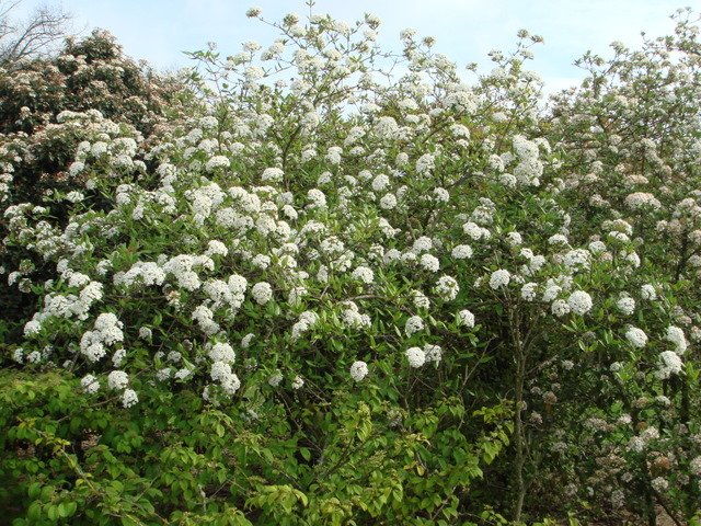 Viburnum x burkwoodii